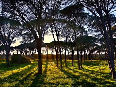 Στροφυλιά: Το δάσος της Αχαΐας που θυμίζει Κένυα! ΔΕΙΤΕ ΦΩΤΟ