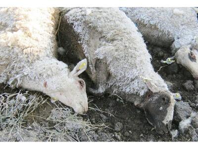 Ηλεία: Τι σκοτώνει τα ζώα των κτηνοτρόφω...