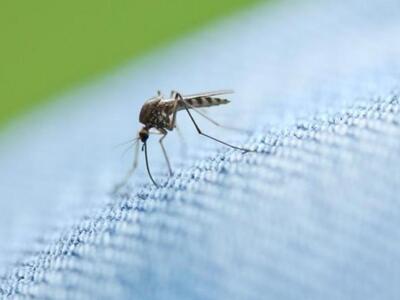 Τα κουνούπια ... διώχνουν τους τουρίστες...