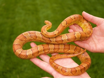 Φίδι "τρύπωσε" στο κτίριο του ...