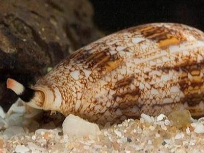 Νέο παυσίπονο από το δηλητήριο θαλάσσιου...