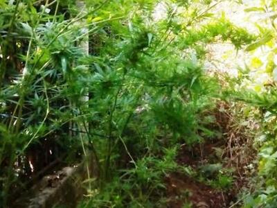 Αμαλιάδα: Σύλληψη 48χρονου για καλλιέργε...