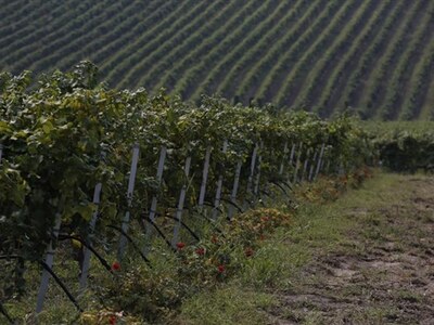 Δυτική Ελλάδα:Για πρώτη φορά ηλεκτρονικά...