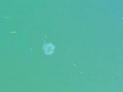 Μέδουσες στο λιμάνι της Πρέβεζας- ΔΕΙΤΕ ΒΙΝΤΕΟ