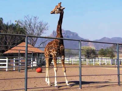 Ο Στάνλεϊ η καμηλοπάρδαλη κι άλλα εξωτικ...