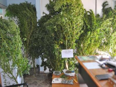 Συνελήφθη 54χρονος καλλιεργητής ναρκωτικ...