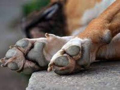 Πίτμπουλ κατασπάραξε 7χρονο κορίτσι στη Λουιζιάνα