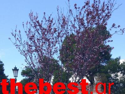 Τα δένδρα και τα όμορφα χρώματα στα Ψηλα...