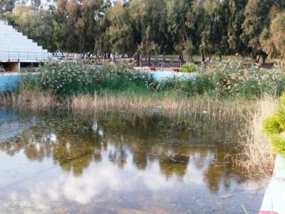 Πάτρα: Πριν κολυμβητήριο, τώρα… τεχνητός υγρότοπος