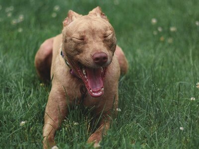 Πιτ μπουλ δάγκωσε 6χρονο παιδί 
