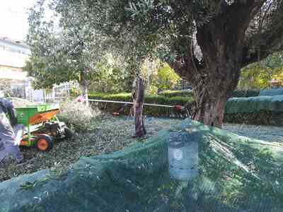 «Το δέντρο της ελιάς»: Πρόγραμμα δράσης ...