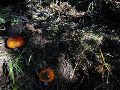 Πάτρα - Εκδήλωση της ΟΙΚΙΠΑ αυτή την Τετ...