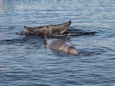 Φάλαινα στον Άλιμο: Εντοπίστηκε νεκρή στη Σαλαμίνα
