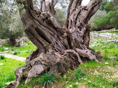 Αυτό είναι το ελαιόδεντρο των 2.000 ετών...