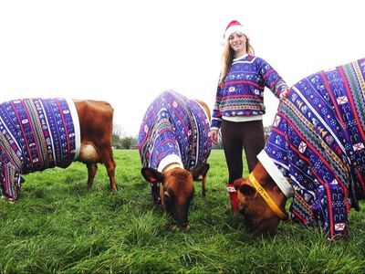 Έντυσε χριστουγεννιάτικα τις αγελάδες της!