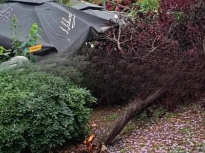 Πάτρα: Έπεσε δένδρο στην Πλατεία Υψηλών Αλωνίων