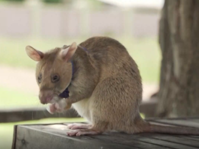 Το πεκινουά που κέρδισε τίτλο ομορφιάς, ...