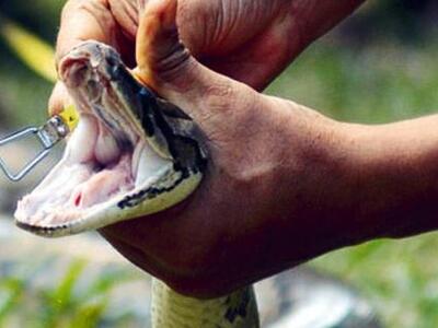 Καναδάς: Βρέθηκαν 40 πύθωνες σε δωμάτιο μοτέλ!