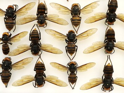 Φωτογραφία AP / Ted S. Warren