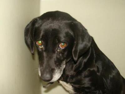 Πάτρα: Έσερνε σκυλίτσα με το μηχανάκι στ...