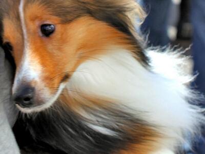 Χάθηκε σκυλάκι στην Πάτρα, ράτσας κόλει,...