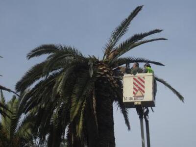 Πάτρα: Δύο από τους φοίνικες των Υψηλών ...