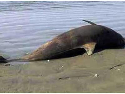 Κρήτη: Η θάλασσα ξέβρασε ένα νεκρό δελφίνι