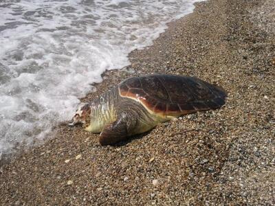 Νεκρές χελώνες στις παραλίες της Πρέβεζας 