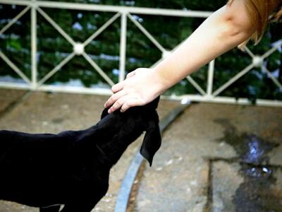 Αίγιο: Άγρια επίθεση σκύλου σε πεζό – Νο...