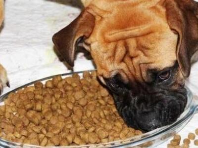 Λεχαινά: Πήγε να ταϊσει το σκύλο της και...