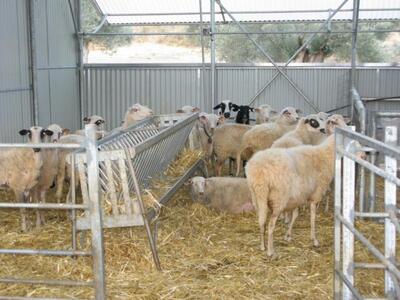 Θεσπρωτία: Εκλεψαν 83 πρόβατα και τα πήγ...