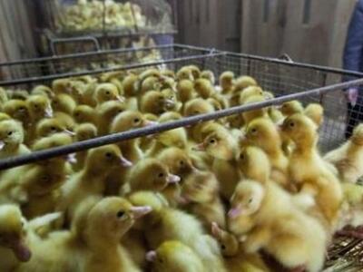 Κίνα: Στους 24 οι νεκροί από το νέο στέλεχος Η7Ν9