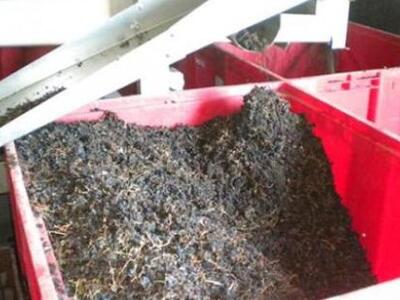 Μειωμένη η παραγωγή σταφίδας λόγω περονόσπορου