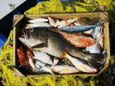 Αίγιο: Κατάσχεσαν τα αλιευμάτα και έδωσα...