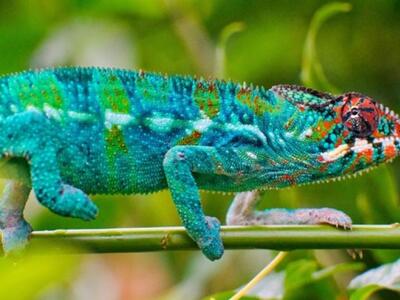 Δημιούργησαν δέρμα που αλλάζει χρώμα όπω...