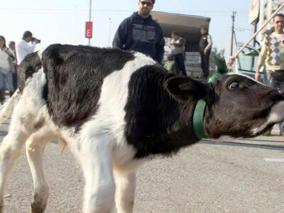 Οι κτηνοτρόφοι κατεβαίνουν στην Αθήνα