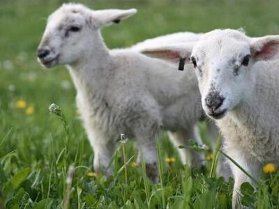 Αγροτική ημερίδα για τον καταρροικό πυρε...