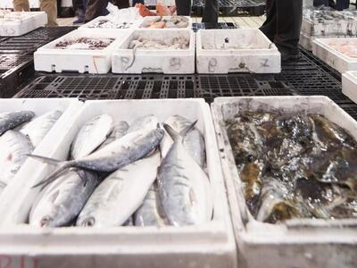 Πάτρα: 400 κιλά ψάρια κατέσχεσε το Λιμεν...