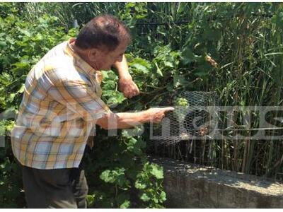 Πύργος: Τους «έπνιξαν» τα φίδια και τα π...