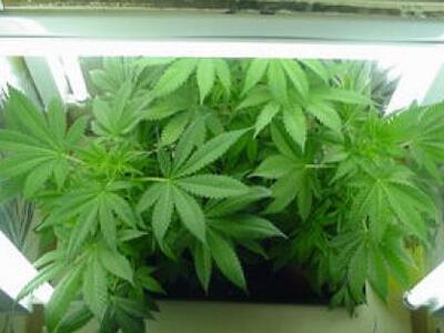 Έκρυβε στο σπίτι του χασίς