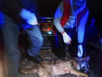 Νεκρός λύκος σε τροχαίο ατύχημα στην Καστοριά
