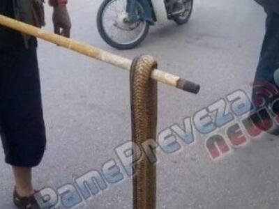 Πρέβεζα: Φίδι έκοβε βόλτες στην αυλή του