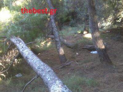 Πάτρα: Ψεκασμοί για την κάμπια του πεύκου