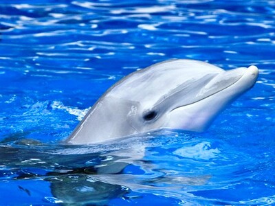 Πάτρα: Ένα δελφινάκι κόβει βόλτες στο Μα...
