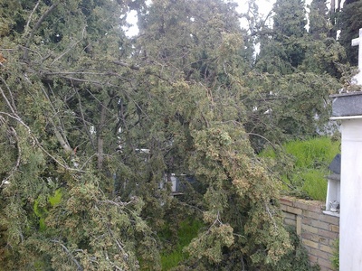 Πάτρα: Κυπαρίσσι "προσγειώθηκε&quot...