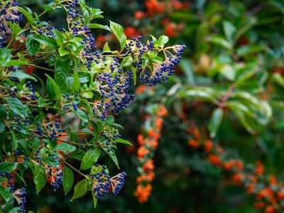Η Άνοιξη μέσα στο Φθινόπωρο