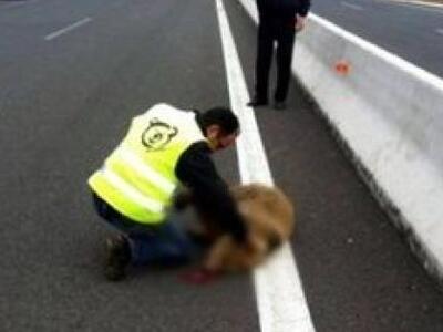 Κι άλλη αρκούδα νεκρή σε τροχαίο στην Εγνατία οδό