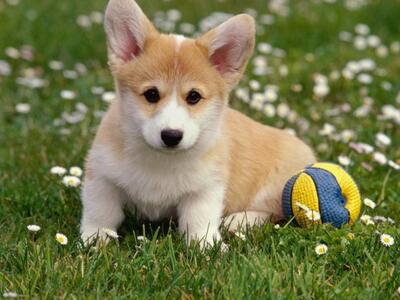 Φροντίστε τα κατοικίδιά σας τις ζεστές μ...