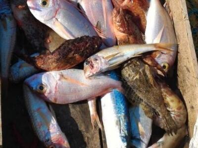 Γιατί οι αρχαίοι Έλληνες προτιμούσαν ιδι...