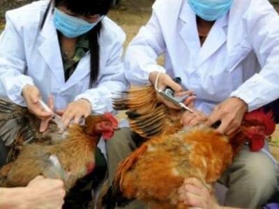 Κίνα: Το στέλεχος H7N9 της γρίπης των πτ...